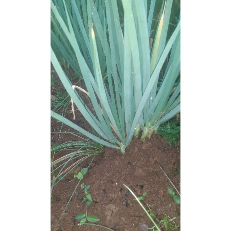 Bibit bawang bombay unggul 3 pcs tanaman daun bawang bombay