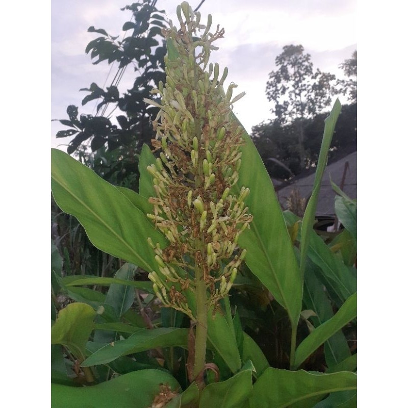 

bunga lngkuas bunga laja herbal .