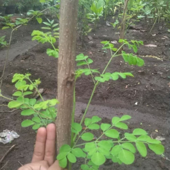

BIBIT STEK POHON KELOR DAUN TANAMAN HERBAL