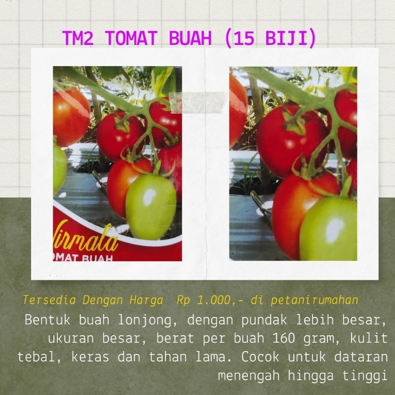 BIJI BENIH BIBIT TOMAT BUAH BESAR