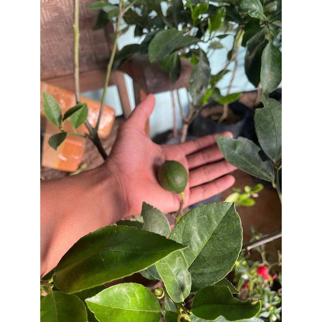 Bibit Jeruk Nipis Sudah Berbuah Super