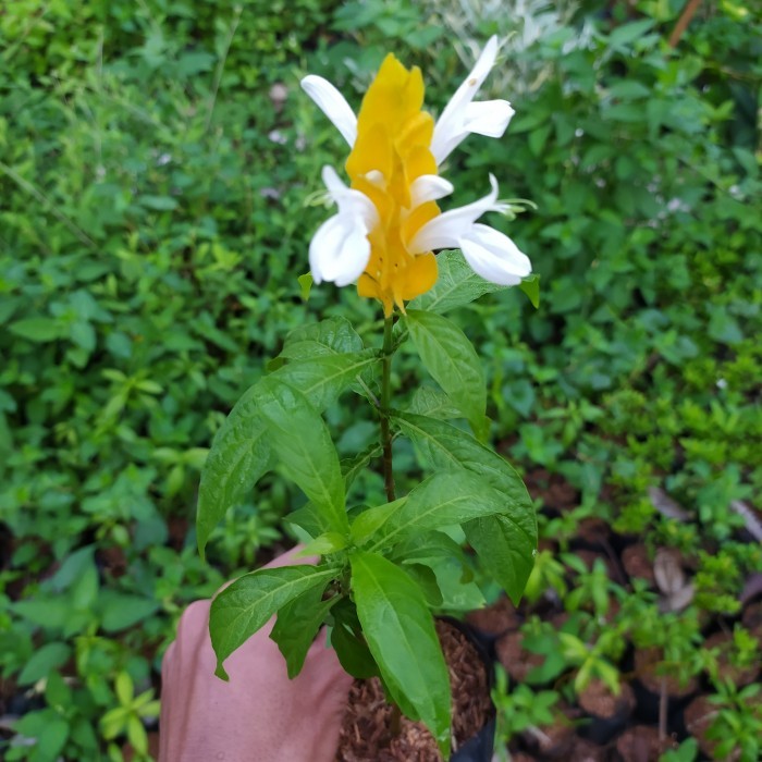 tanaman lolipop bunga lilin - pohon lolipop - tanaman lolipop