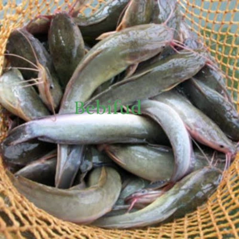 

IKAN LELE SEGAR BUKAN FROZEN BEST SELLER