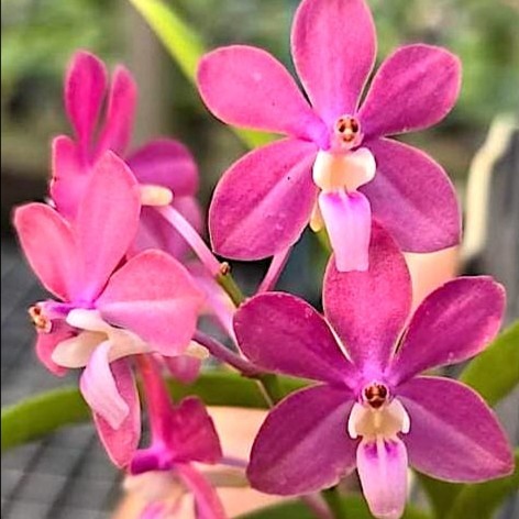 BUMI ORCHIDS (Vanda denisoniana x Vanda falcata) x Vanda curvifolia - Anggrek Koleksi