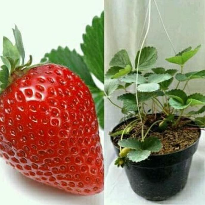 

[COD] Beli 5 BONUS 2 | Strawberry California | Berbuah jumbo MURAH pilihan