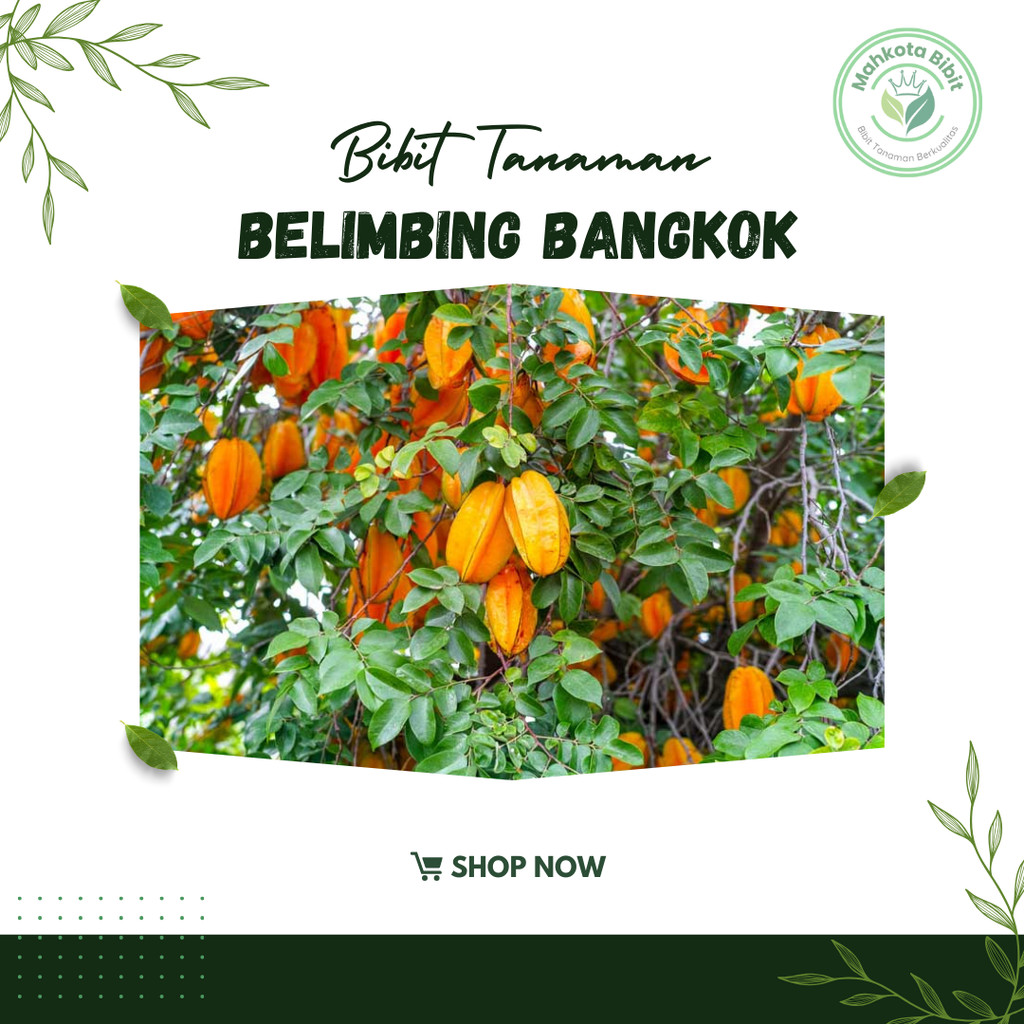 Bibit  Belimbing Bangkok Merah