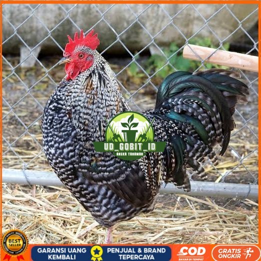 

Telur ayam barred plymouth rock / telur ayam hias fertil siap cod UD_GOBIT_ID