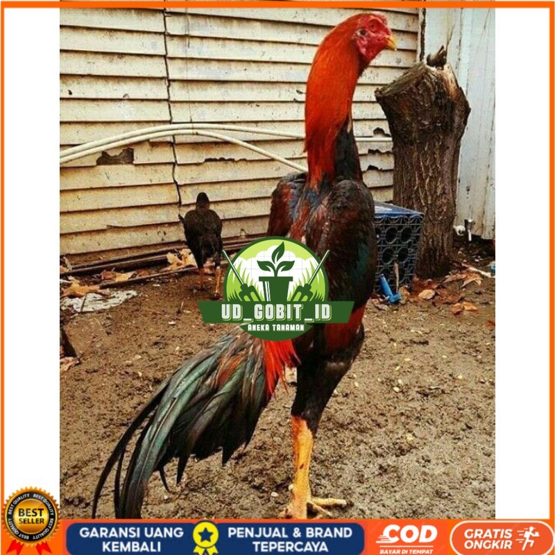 

PAKET MURAH 3 EKOR TELUR SHAMO (Cod) UD_GOBIT_ID