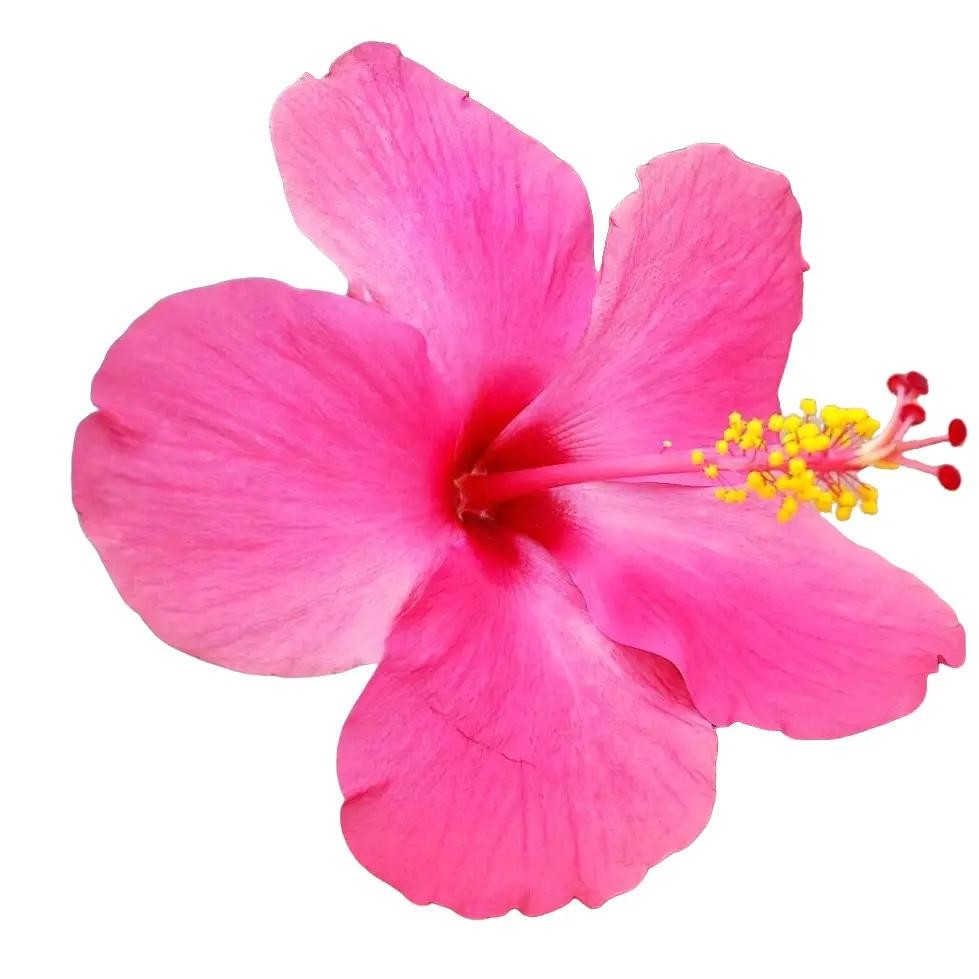 Pohon Kembang Sepatu Bunga Pink - Kembang Sepatu Bunga Pink