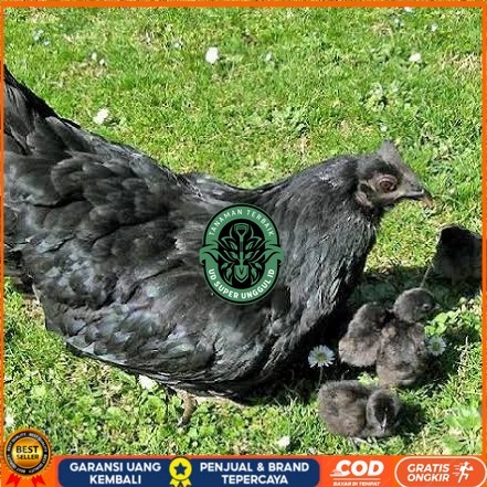 

Telur ayam hias cemani lidah hitam fertil siap ditetaskan - ayam cemani UD_SUPER_UNGGUL_ID