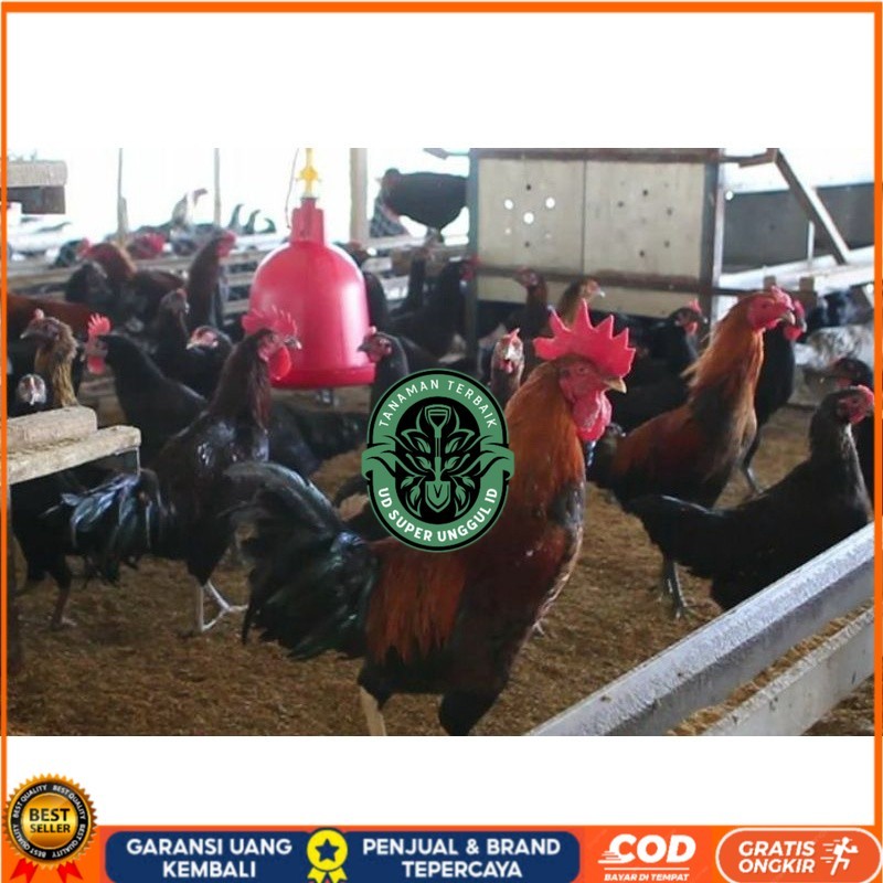 

TELUR AYAM KUB 2 JALUR PETELUR TANGGUH UNTUK DI TETASKAN UD_SUPER_UNGGUL_ID