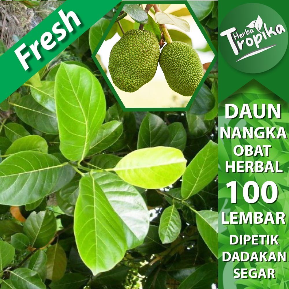 

Daun Nangka Segar 100 lembar Obat herbal alami herba tropika