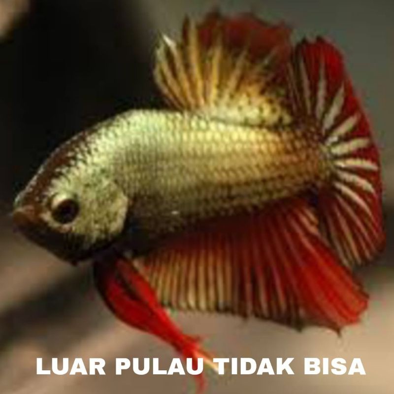 stiker IKAN CUPANG PLAKAT DRAGON  PAKET 11