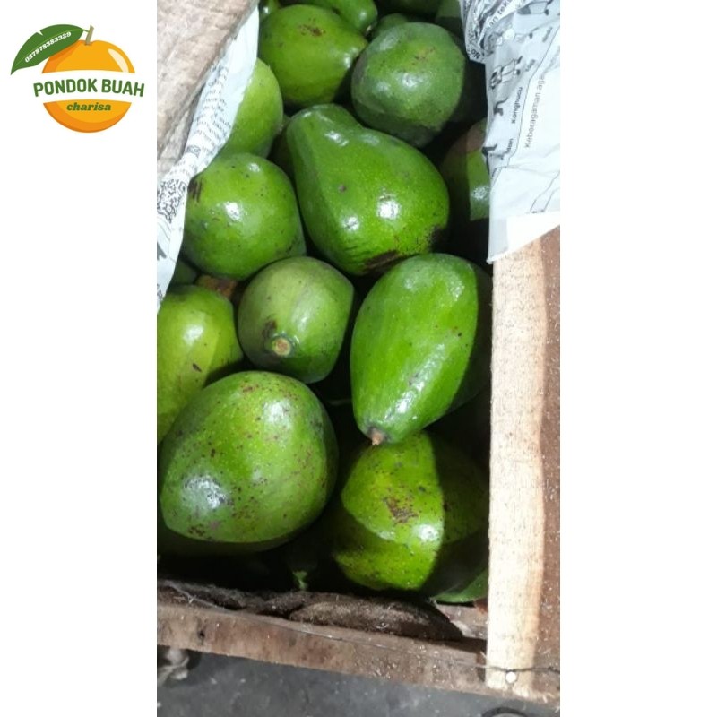 

alpukat mentega super harga perkilo isi 3-4