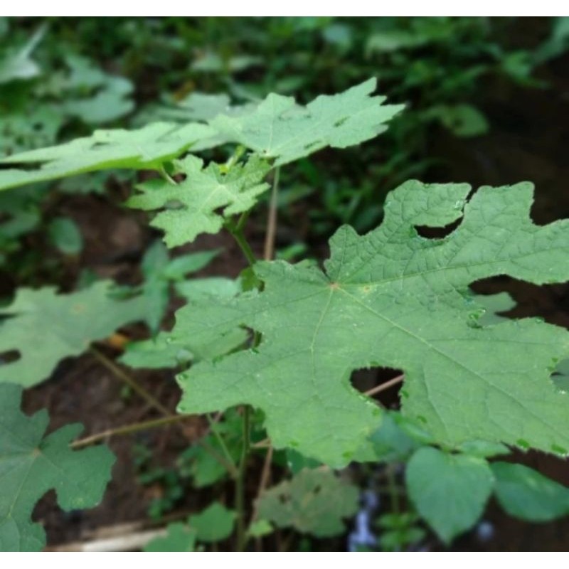 

Daun pulutan segar isi 50 lembar petik langsung Rempah_herbalCo