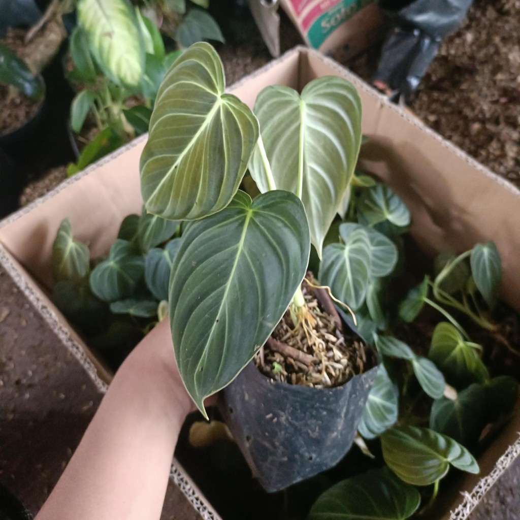 Tanaman hias Philodendron melanochrysum - Philodendron melano narrow