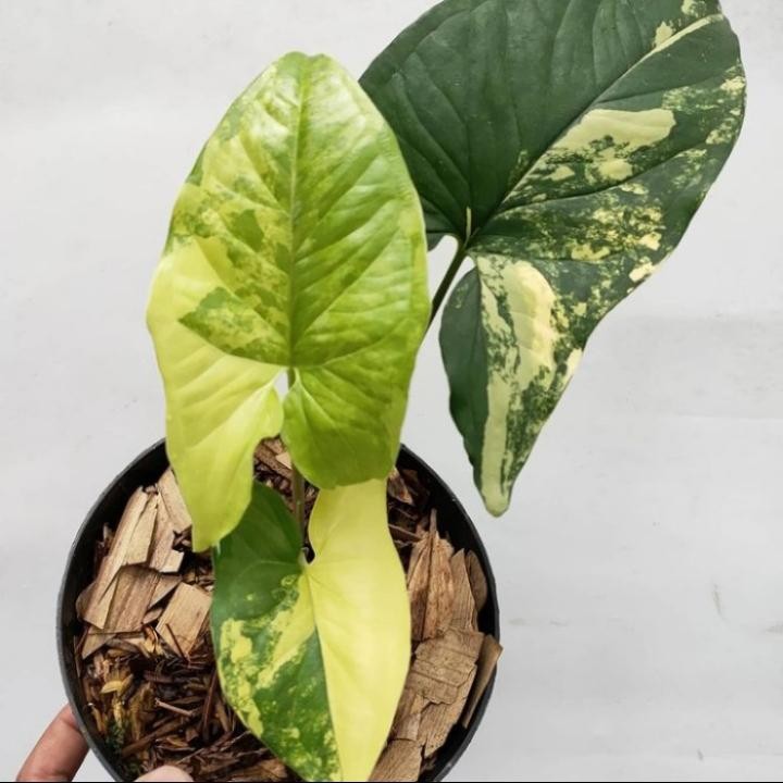 Tanaman hias syingonium Varigata yellow - syingonium Varigata