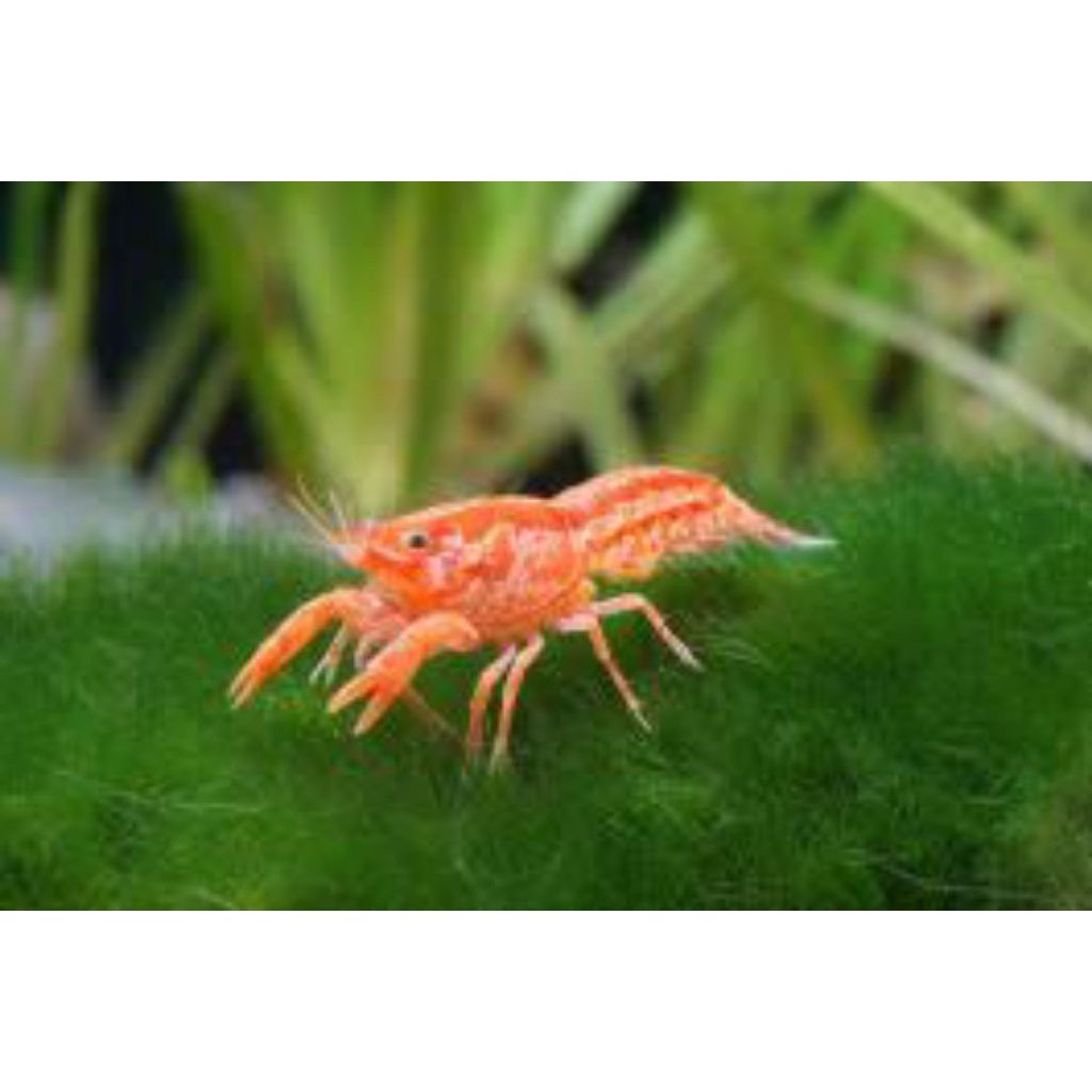 hobi Dwarf Lobster Orange Mexico | Lobster Mini Mexico | pembersih Alga Aquascape