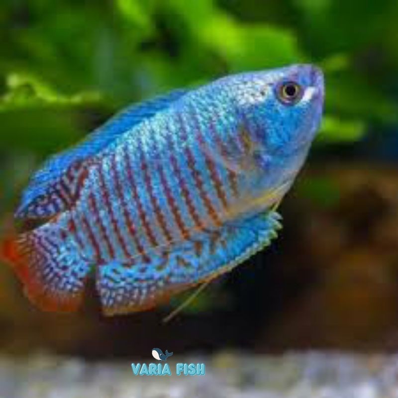 

hiasan sepat alius biru PAKET ISI 3 ralis