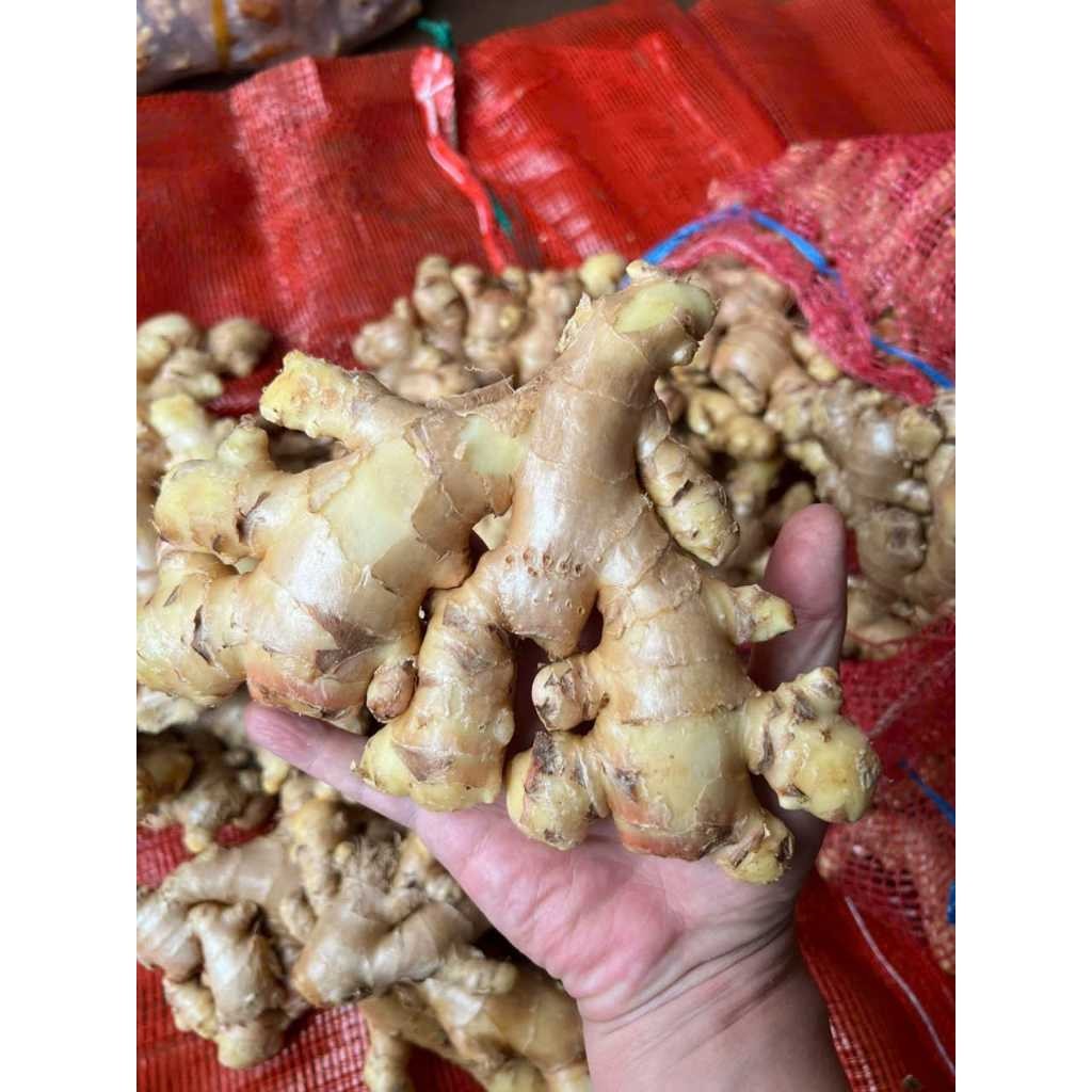 

Jahe Gajah Putih 1kg Segar Size Sedang