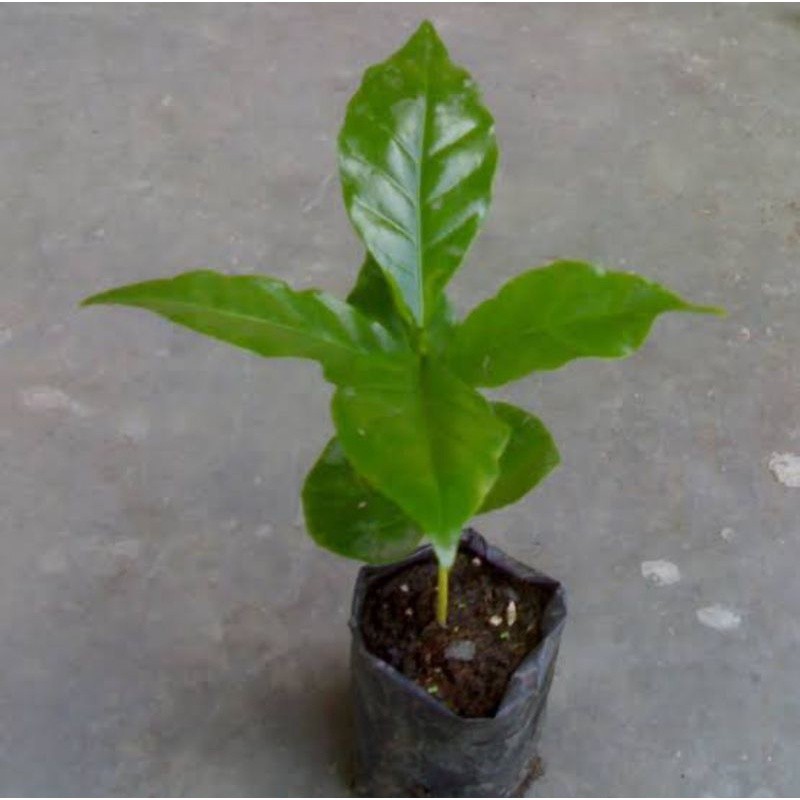 bibit kopi torabika