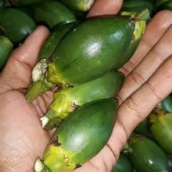 

buah pinang muda segar Stok ready silahkan diorder