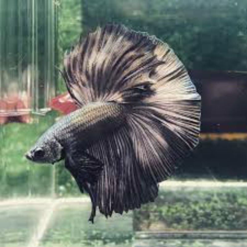 Hiasan halfmoon Cooper old