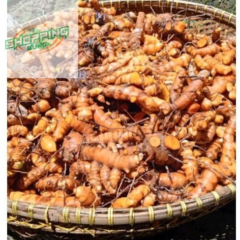 

kunyit sayur segar 1 kg