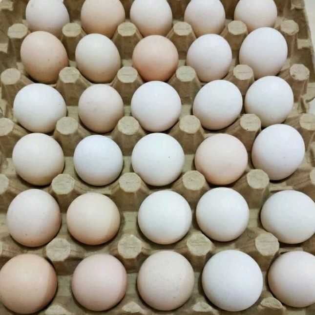 

telur ayam kampung/ ppn ( bukan t. arab )