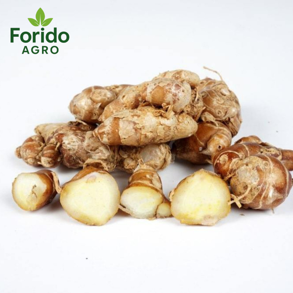 

Kencur Segar 100 % Alami Kencur Fresh Kualitas Terbaik Langsung Petani Kencur Super