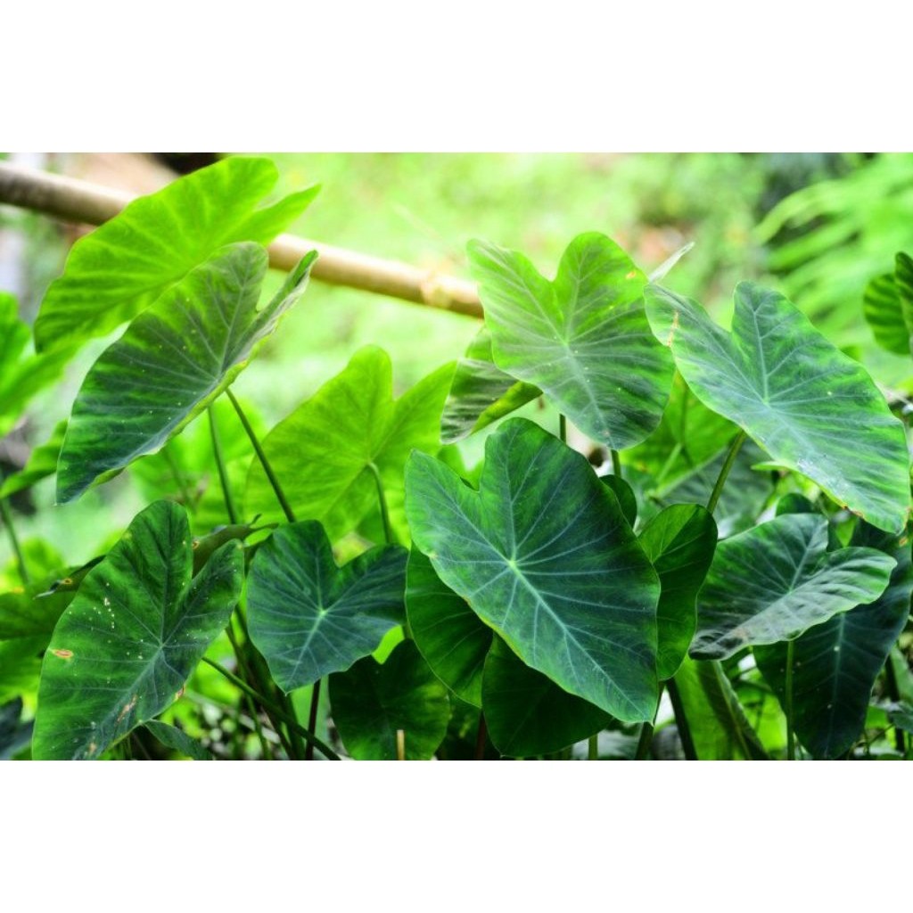 

DAUN TALAS (LOMPONG) SEGAR FRESH 500gr