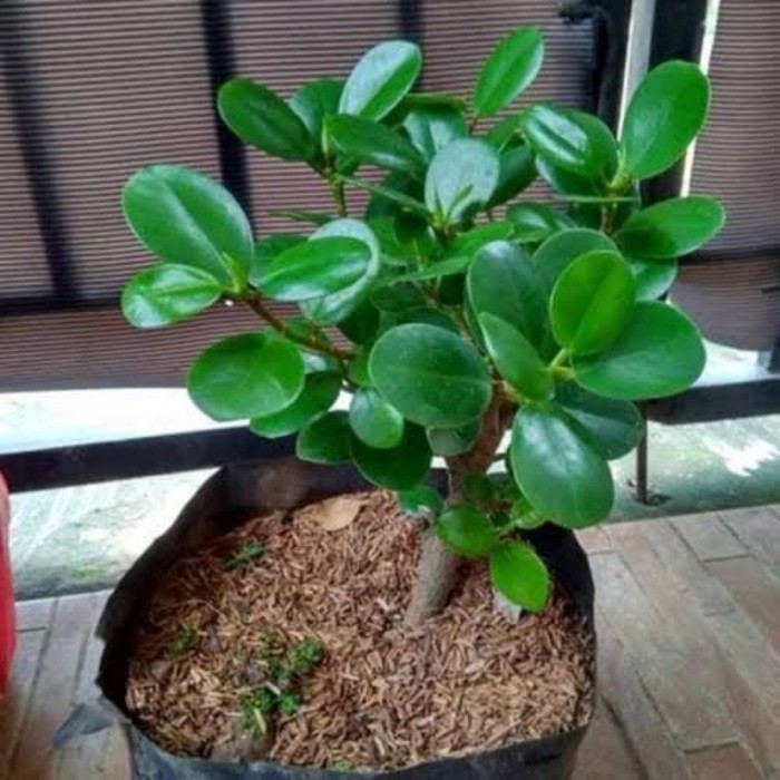 tanaman bunga beringin dollar / bahan bonsai