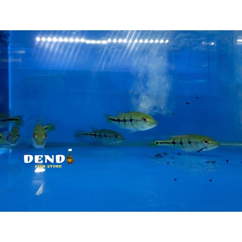 Ikan Pbass Xingu 6-8 cm tankmate