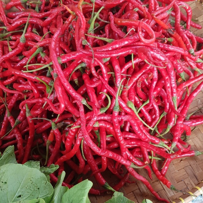 

Paket Cabai Merah Kriting / Merah Keriting 1kg - Sayursegarinstan