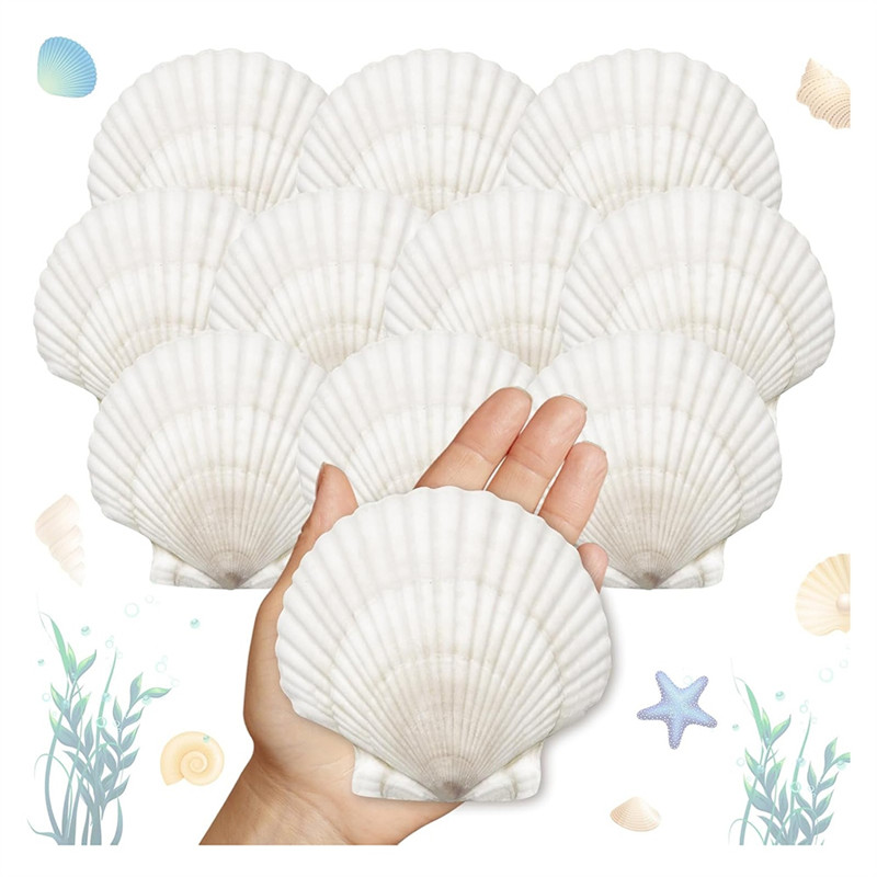 

A84X-Large Scallop Shells For Crafts 4" - 5" White Scallop Shells Crafts DIY Painting Beach Party Decoration