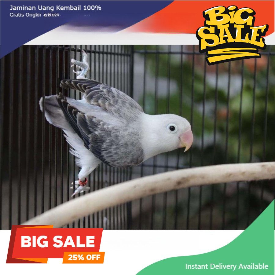 Burung Lovebird Warna Biola Euwing Mouve Pilihan Mulus Satuan Jantan/Betina