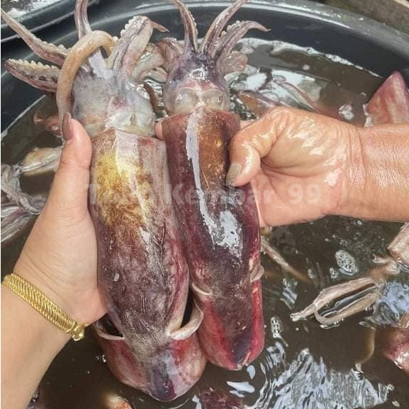 

Cumi Segar 1Kg Cumi Tube Cumi Kondom