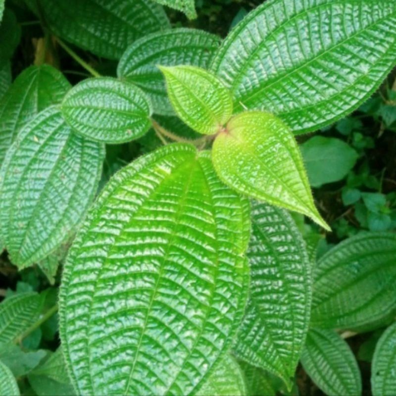 

Daun harendong bulu . untuk obat herbal 1000gram pres