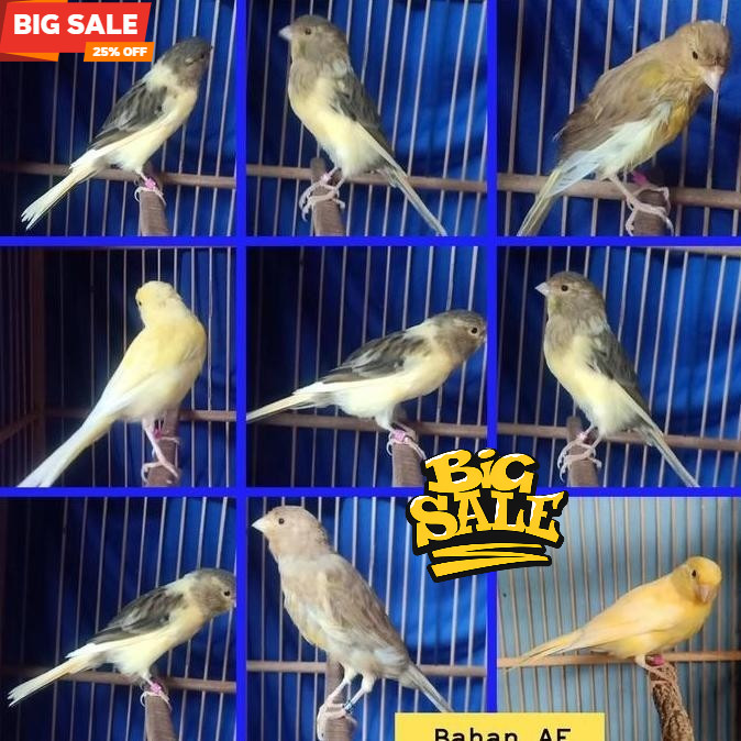Burung Kenari AF Bahan (F1 x AF)