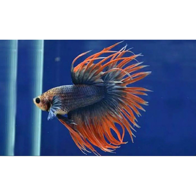 

stiker anomali cupang crowtail terbaik, istimewa, ekor lancip