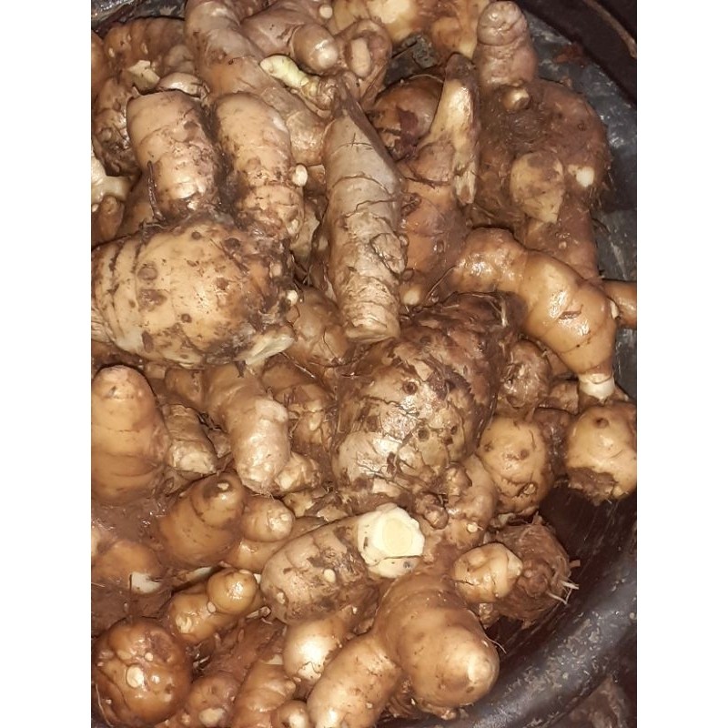 

Redy Umbi tmulawak / kunyit putih 1kg