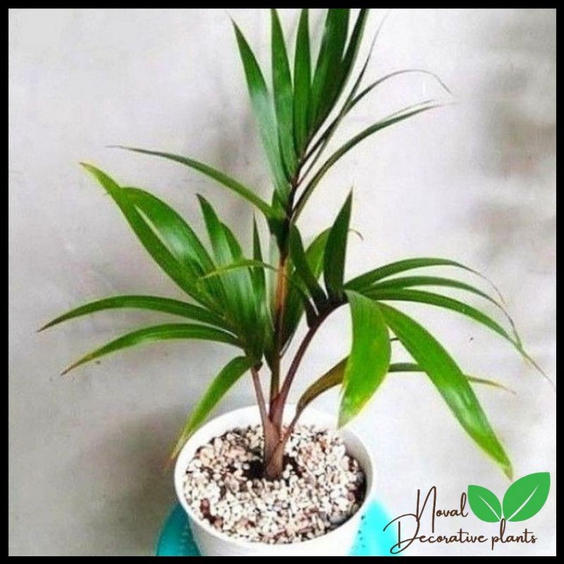 Promo COD Tanaman hias palem botol - tanaman palem botol