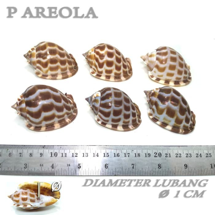 Areola cangkang shell rumah kelomang keong umang kumang natural asli