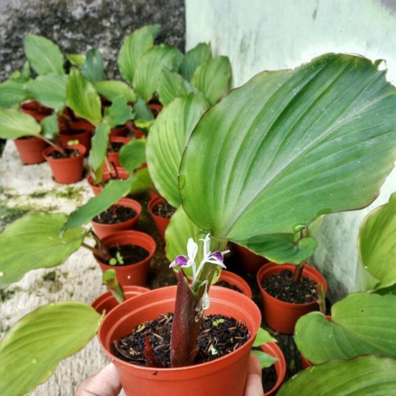 BIBIT KUNYIT HITAM ORIGINAL ASLI SIAP KIRIM READY