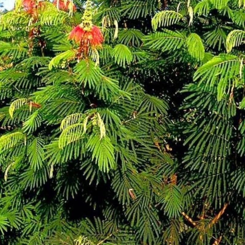 bibit kaliandra siap tanam untuk pakan ternak