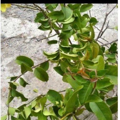 

Jual Benalu Jeruk segar