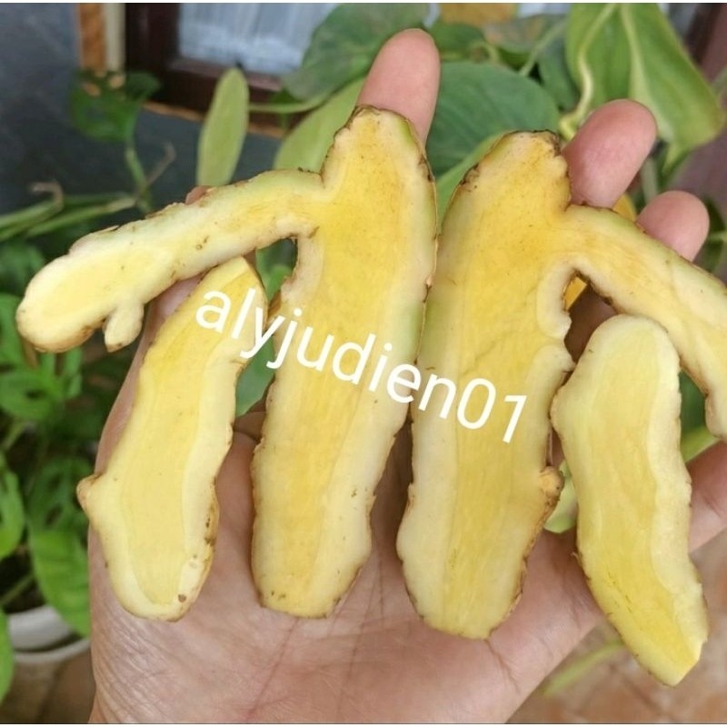 

Temu Mangga 500 Gram