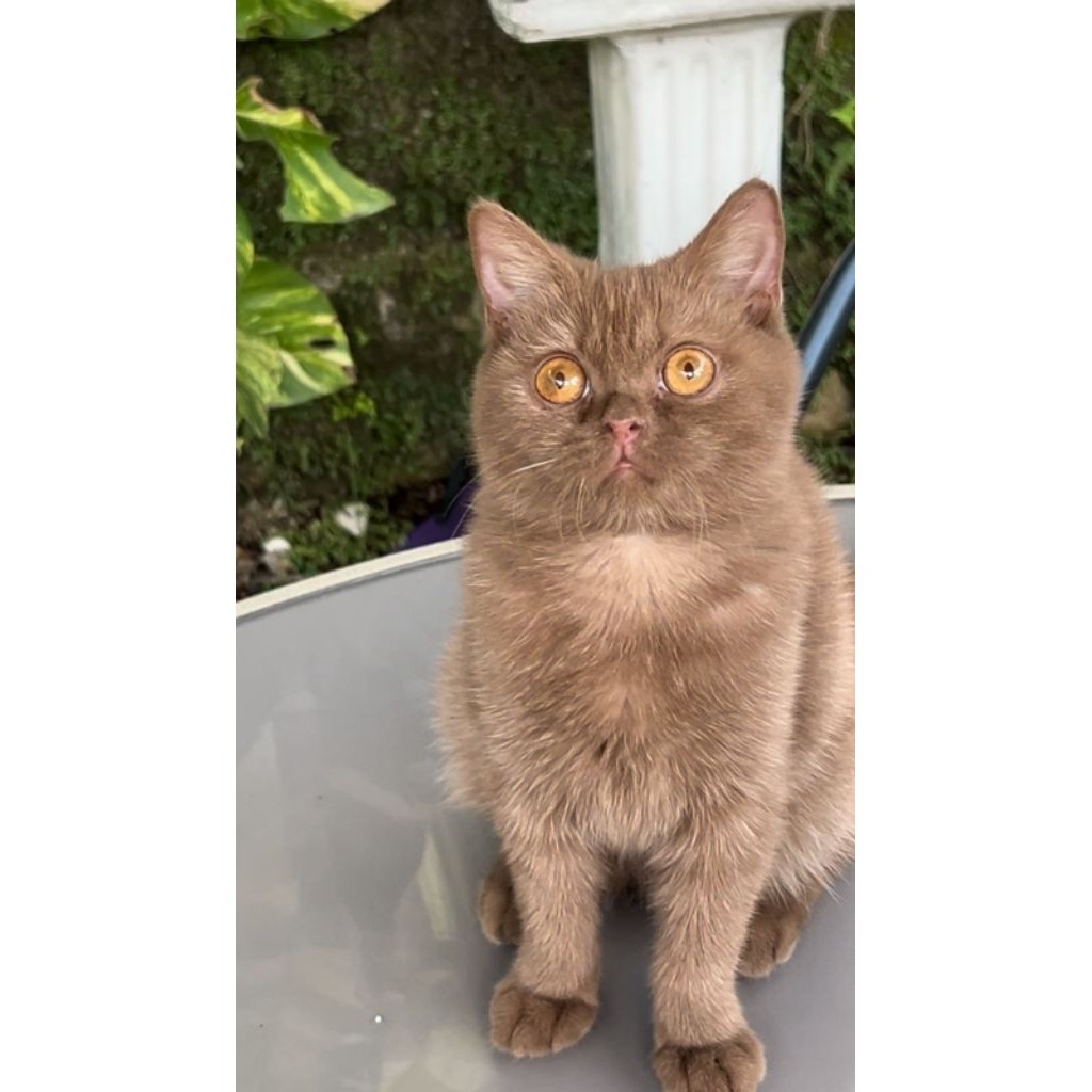 kucing bsh cinamon jantan 5 bulan / british shorthair lucu
