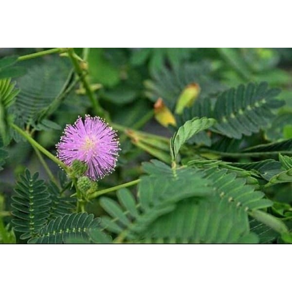 

DAUN PUTRI MALU SEGAR 1kg PUTRIMALU