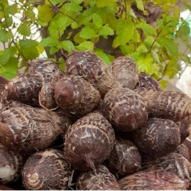 

Umbi Talas Kimpul,Umbi Talas Unggul Untuk Keripik 1Kg